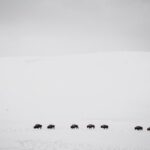 Yellowstone Snowshoe Safari from Bozeman - Private Tour - Exploring Paradise Valley and Its Wildlife