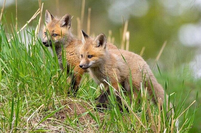 Yellowstone Through the Lens Photography Adventure - Wildlife Photography in Lamar Valley