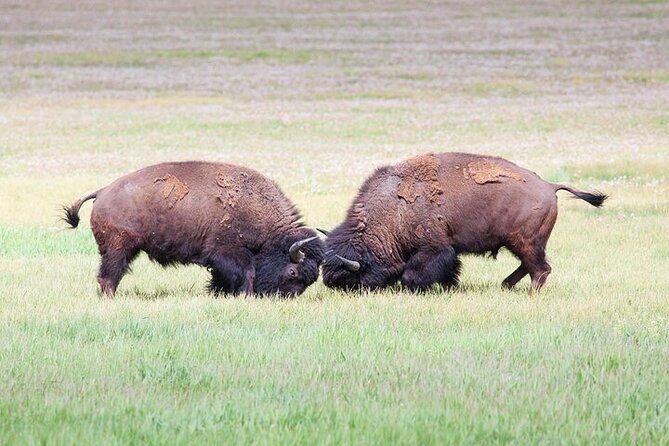 Yellowstone Wildlife Safari in Lamar Valley from Bozeman - Logistics and Comfort on the Safari