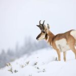 Yellowstone Winter Wildlife Safari from Bozeman - Private Tour - Stops along the Route: From Paradise Valley to Lamar Valley