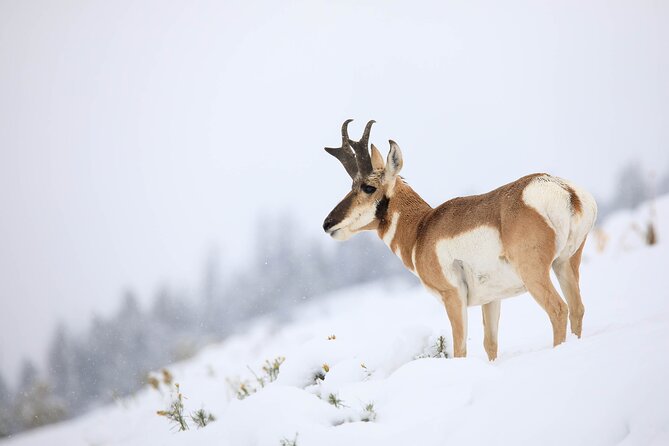 Yellowstone Winter Wildlife Safari from Bozeman - Private Tour - Stops along the Route: From Paradise Valley to Lamar Valley