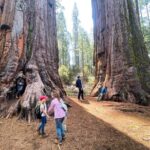 Yosemite Magic: Highlights, Sunset, and S'mores - Yosemites Most Notable Landmarks: El Capitan and Yosemite Falls