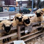 Zakopane & Thermal springs with private driver - Visiting Wielka Krokiew Ski Jump and Zakopane Style Architecture