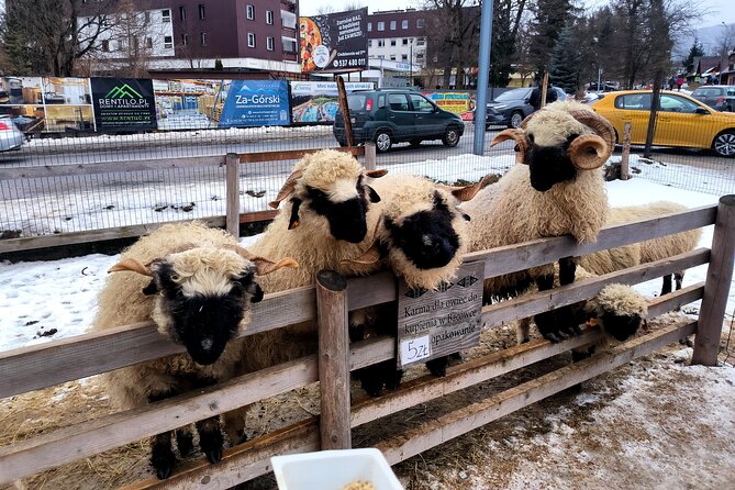 Zakopane & Thermal springs with private driver - Visiting Wielka Krokiew Ski Jump and Zakopane Style Architecture