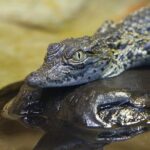 Zaragoza Aquarium Admission Ticket - The Zaragoza Aquarium: Home to Over 1200 River Animals