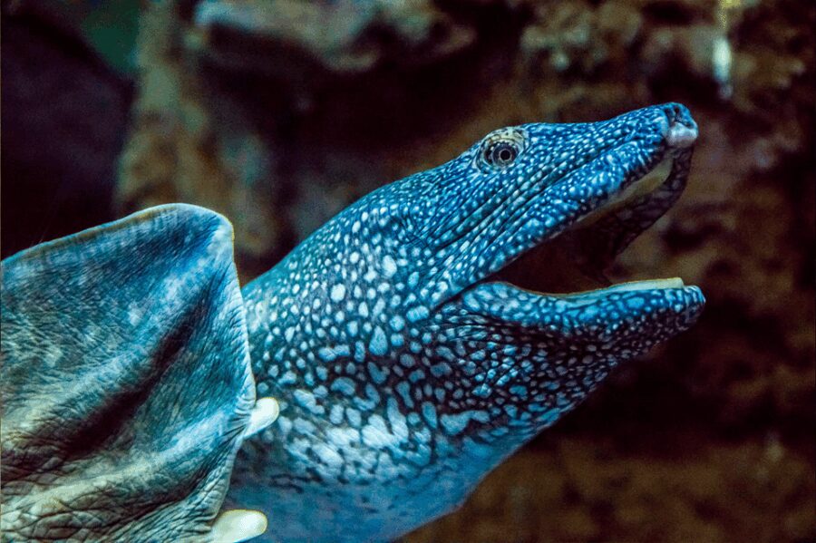 Zaragoza : Aquarium entry ticket - Walking Through Iconic River Ecosystems