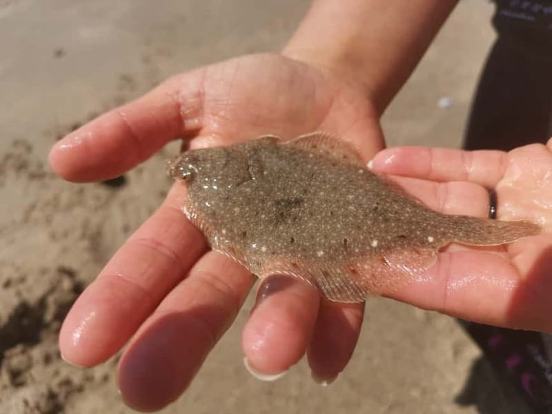 Zeeland Strand safari met visnet NL/DE - The Exact Meeting Point in Zeeland for the Safari Tour
