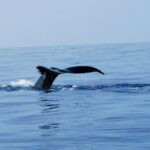Zodiac Raft Whale Watching Adventure - Encountering Humpback Whales: What You Might See