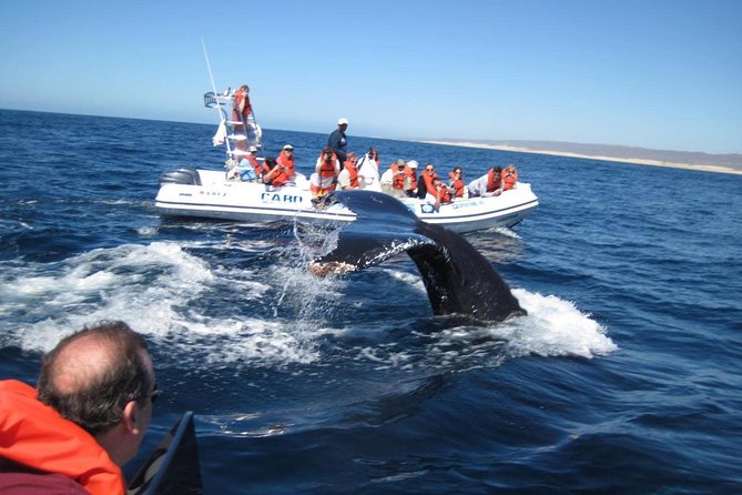 Zodiac Whale-Watching Adventure in Los Cabos - Iconic Landmarks Along the Route