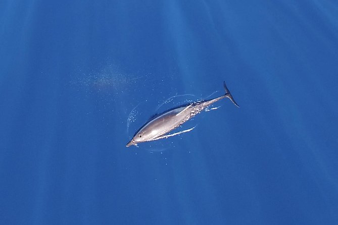 Zodiac Whale Watching Adventure - Incl FREE photos - Meeting Point at CaboPlaza Bonita in the Marina