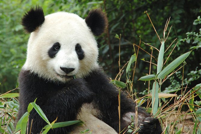 Zoo Of Beauval - Private Trip - The Journey to ZooParc de Beauval: Practical Details