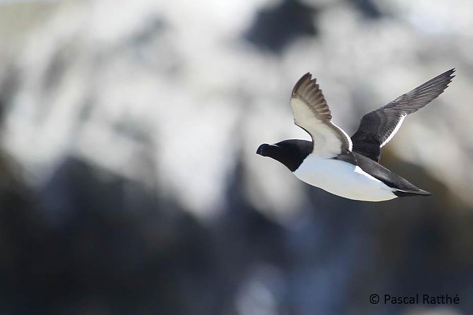 1000 Little Penguins Cruise - The Cruise Experience with Croisieres AML