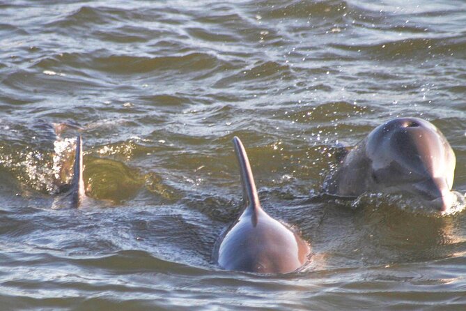 2-Hour Dolphin and Nature Eco Tour from Orange Beach - Encountering Dolphins in the Back Bays