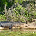 2 Hour Historical Wildlife Tour of the Chain of Lakes - Visiting Cypress Gardens and Historic Sites