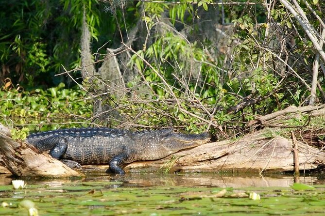 2 Hour Historical Wildlife Tour of the Chain of Lakes - Visiting Cypress Gardens and Historic Sites