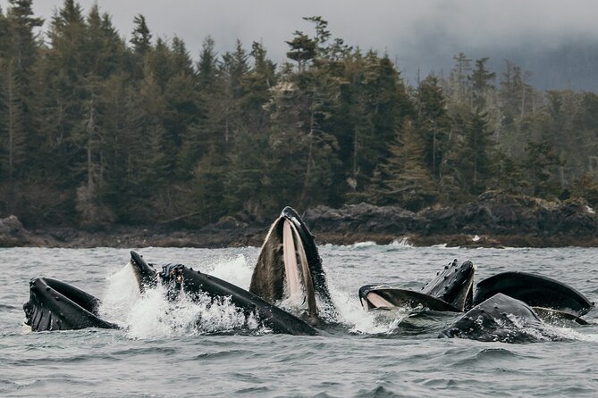 2-Hour Marine Wildlife Tour in Sitka - Meet at Harrigan Centennial Hall Visitors Dock in Sitka