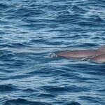 2 Hours Swim with the Dolphins in Panama City - Swimming with Dolphins: Gear and Safety