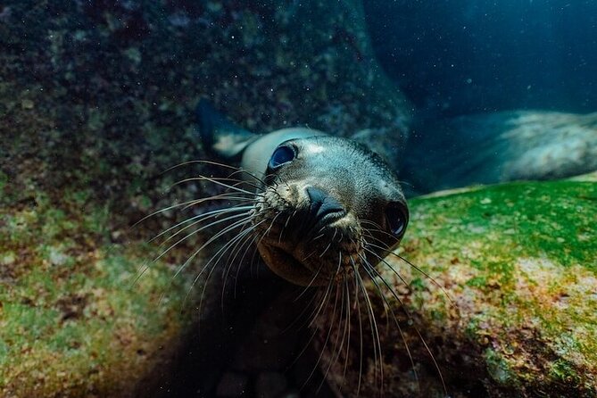 2 Tanks Scuba Diving in La Paz - Access to La Paz’s Top Dive Sites Like Isla Espíritu Santo and Los Islotes