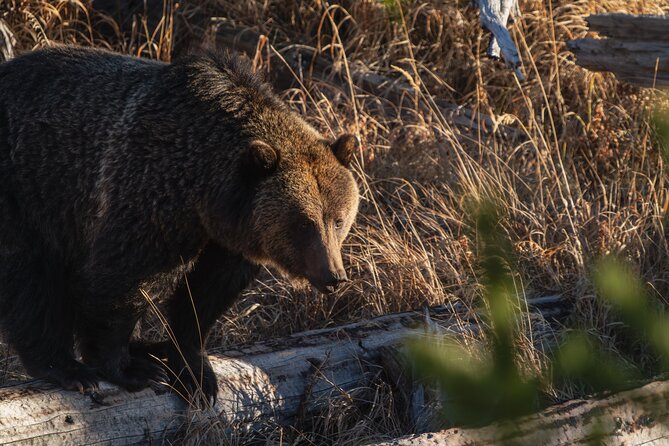 3 Day Guided Wildlife Photography Tour in Yellowstone - Mammoth Hot Springs: Unique Thermal and Cultural Landscapes
