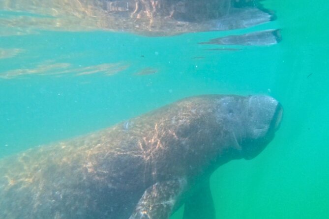 3-Hour Clear Kayak Beach Hopping Adventure in Sarasota - Glide Through Crystal-Clear Waters in Transparent Kayaks