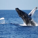 3-Hour Guided Whale and Dolphin Watching Experience in San Diego - Starting Point and Meeting Details in San Diego