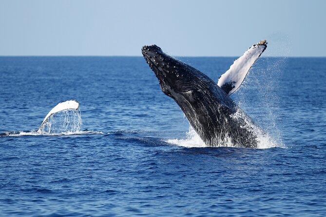 3-Hour Guided Whale and Dolphin Watching Experience in San Diego - Starting Point and Meeting Details in San Diego