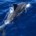 4 Hour Private Snorkeling Tour in Kona - Private and Fully Customizable Tour Experience