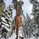 5-Star Rated Sequoia Winter Tour - Exclusive Access to the General Grant Tree
