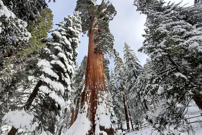 5-Star Rated Sequoia Winter Tour - Exclusive Access to the General Grant Tree