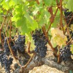 6-Hour Private Wine Country Tour of Napa in Crossover SUV (up to 6 people) - From the Vineyard to the Vehicle: What’s Included