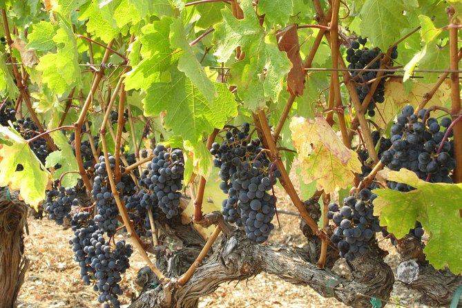 6-Hour Private Wine Country Tour of Napa in Crossover SUV (up to 6 people) - From the Vineyard to the Vehicle: What’s Included