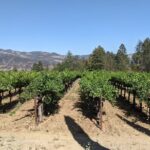 8 Hour Napa and Sonoma Valley tour - Exploring Sonoma Valley and Napa Wineries