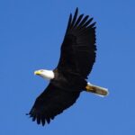 A Comfortable Sitka Whale Watching Wildlife Shore Excursion - Sitkas Premier Wildlife Viewing from Crescent Harbor