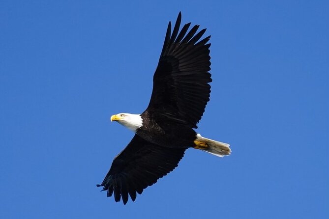 A Comfortable Sitka Whale Watching Wildlife Shore Excursion - Sitkas Premier Wildlife Viewing from Crescent Harbor