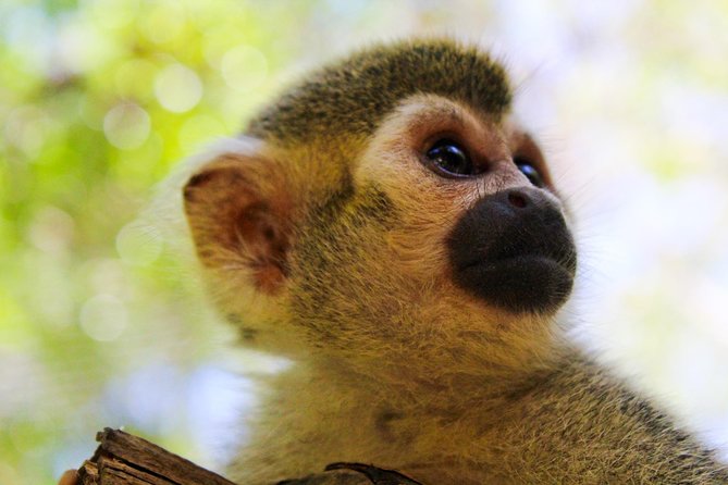 Akumal Monkey Sanctuary - The Sanctuary’s Mission and Animal Rescue Programs