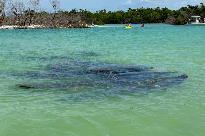 Beginner One Hour Guided Kayaking and SUP Activity - Starting Point at Bonita Springs for Easy Access