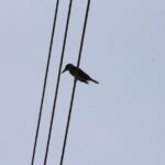 Bird Watching Tour Huatulco HT - Practical Details: Logistics and Equipment