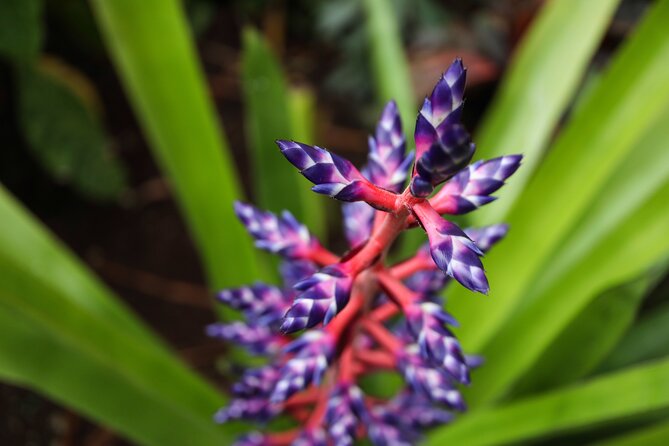 Bloedel Conservatory Admission Ticket - Inside the Bloedel Conservatory: Tropical Gardens and Birds Galore