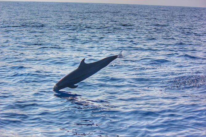 Boat Trip to See Marine Life in Puerto Escondido - What Marine Creatures Can You Expect to See?
