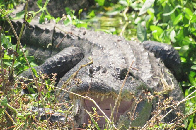 Brazos Bend Wildlife and Nature Tour - Practical Details About the Park Visit
