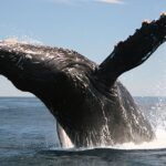 Cabo San Lucas Whale Watching Tour All Included - How the Tour Balances Wildlife and Sightseeing