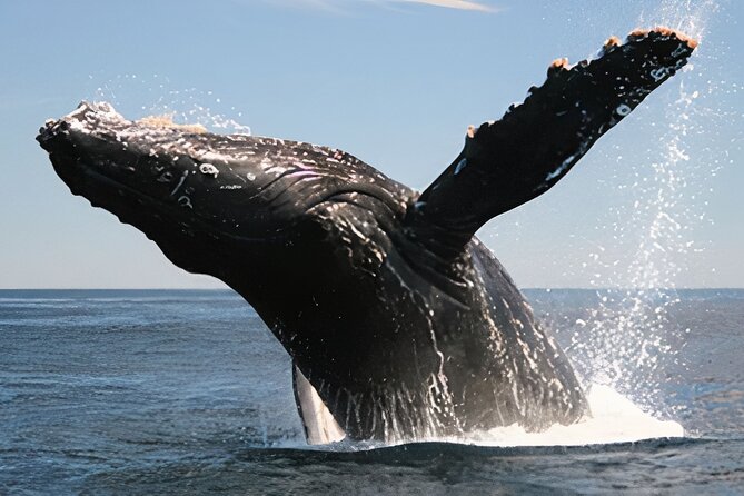 Cabo San Lucas Whale Watching Tour All Included - How the Tour Balances Wildlife and Sightseeing