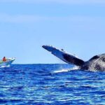 Cabo: Whale-Whatching Boat Trip w/ All-Women Crew and Photos - From the Meeting Point to the Open Waters