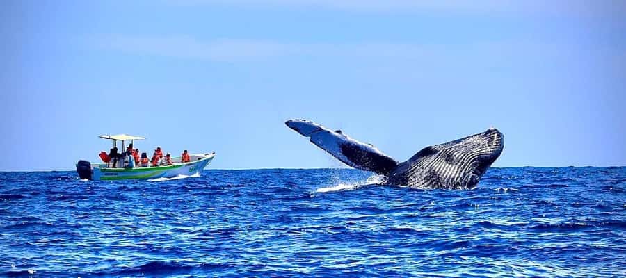 Cabo: Whale-Whatching Boat Trip w/ All-Women Crew and Photos - From the Meeting Point to the Open Waters