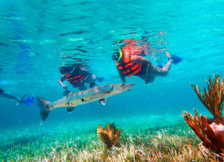 Cancún: Puerto Morelos Reef Snorkeling Tour & Seaside Lunch - Snorkeling at the Magnificent Great Mayan Reef