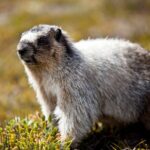 Canmore Evening Wildlife Viewing Tour 2.5hr Photo Drive - Prime Wildlife Locations Near Banff and Canmore