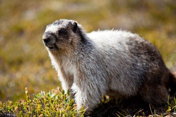 Canmore Evening Wildlife Viewing Tour 2.5hr Photo Drive - Prime Wildlife Locations Near Banff and Canmore