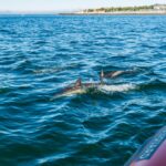 Cascais: Dolphin Watching Tour - Starting Point at Cascais Marina for a Smooth Departure
