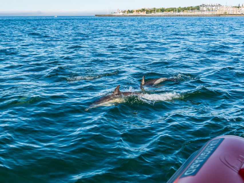 Cascais: Dolphin Watching Tour - Starting Point at Cascais Marina for a Smooth Departure