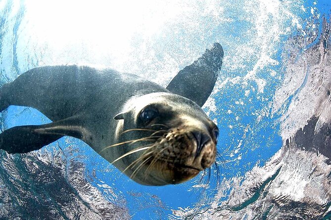 Coronado Island Adventure, snorkeling & picnic on the beach - Snorkeling in the Crystal-Clear Waters